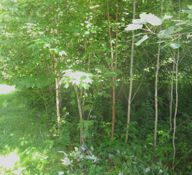 Lot 1 road side