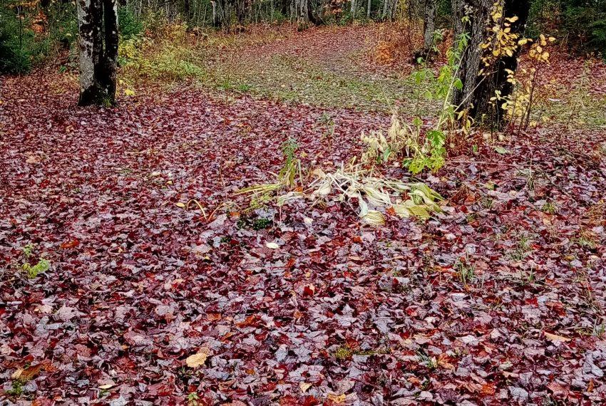lawn in front of camp looking southerly