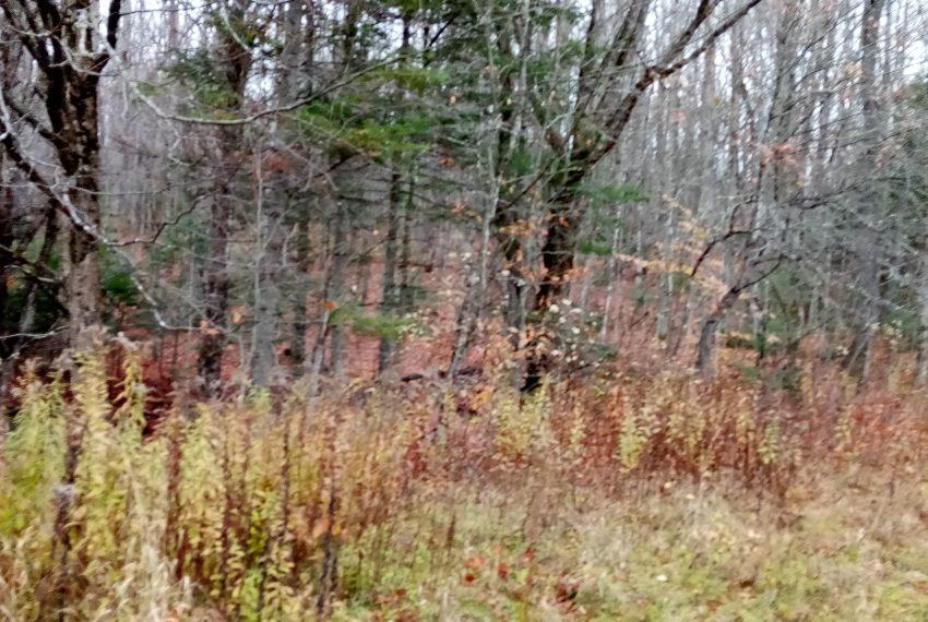 woods in front of cabin