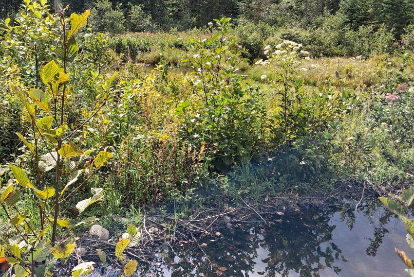 Lower beaver pond