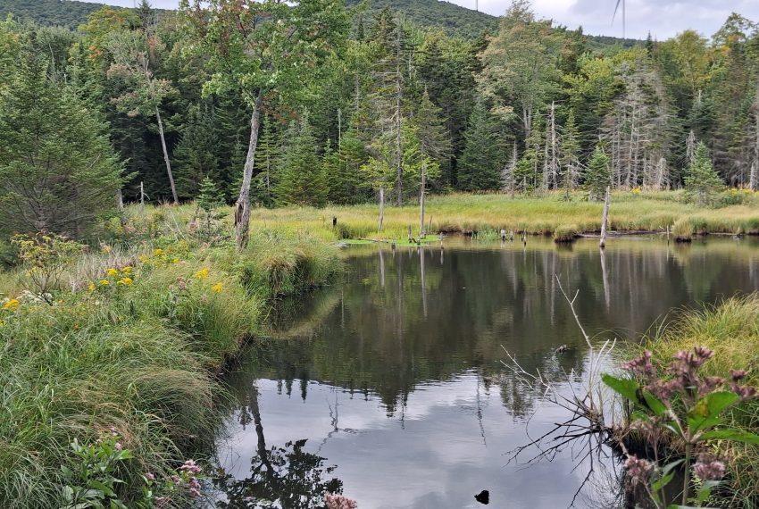 Upper beaver pond 2