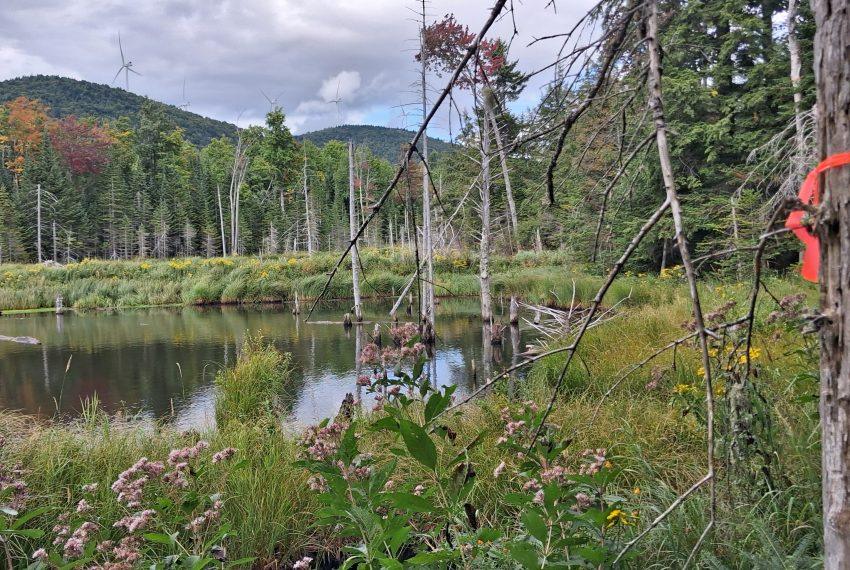 Upper beaver pond along boundary line with Lowell