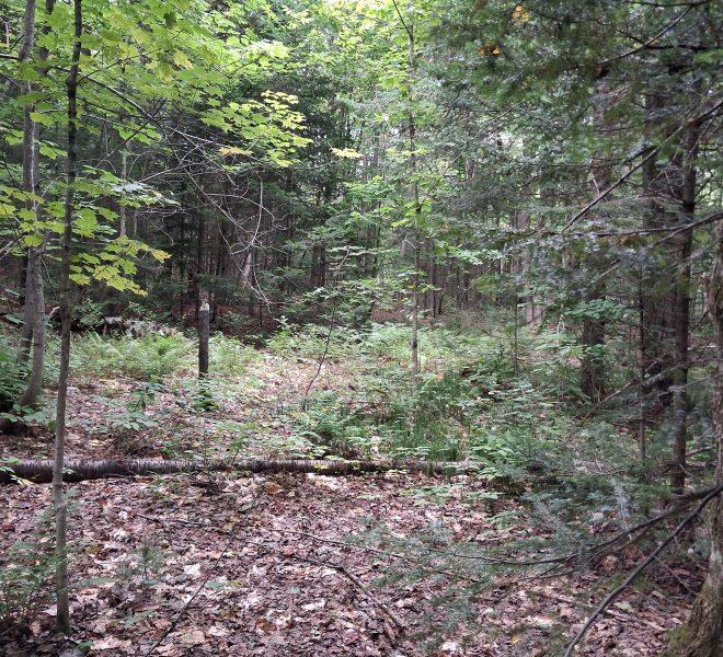 in the woods 2