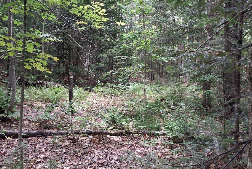 in the woods 2