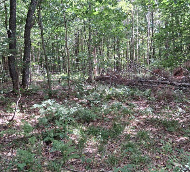 in the woods 6