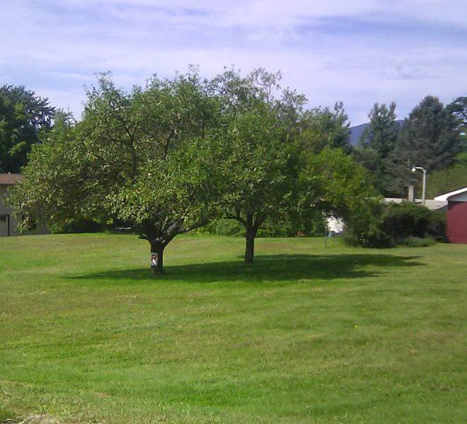 2 crab apple trees on lot