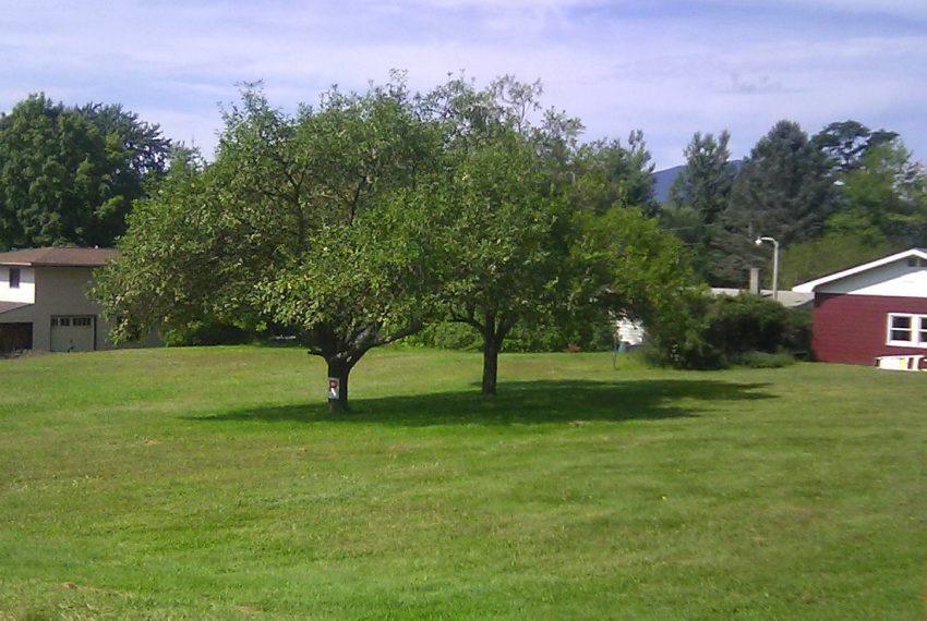 2 crab apple trees on lot