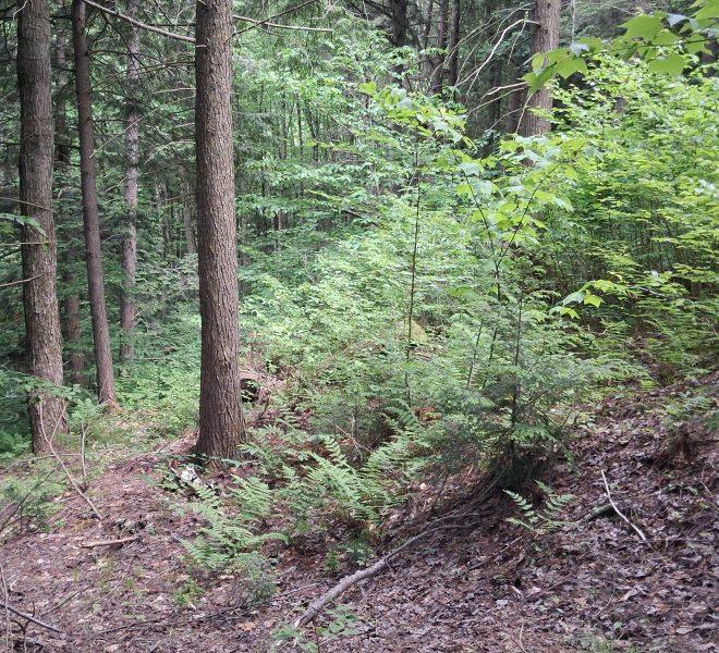 on right side of trail on 37 acres
