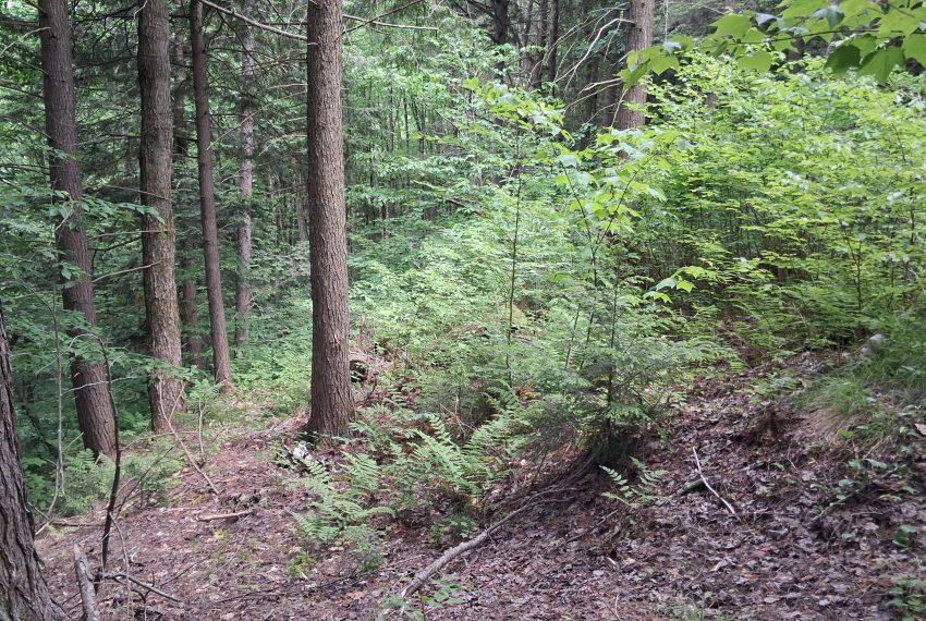 on right side of trail on 37 acres
